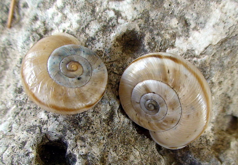 Chilostoma cingulatum infernale